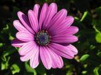 Osteospermum (Spaanse margriet / veldster) Paars, Tuin en Terras, Ophalen, Vaste plant