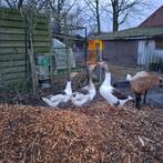 Vrouwelijke vlaamse gans gezocht, Dieren en Toebehoren, Pluimvee, Vrouwelijk, Gans of Zwaan