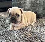 Franse bulldog pups in huis opgegroeid, Dieren en Toebehoren, België, Fokker | Hobbymatig, 8 tot 15 weken, CDV (hondenziekte)