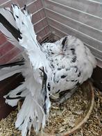 Cpl queue de paon fantail Australien vacciné 2025 exposition, Animaux & Accessoires, Oiseaux | Pigeons, Plusieurs animaux, Autres espèces