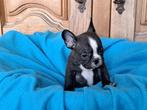franse bulldog pups, Dieren en Toebehoren, Honden | Bulldogs, Pinschers en Molossers, België, Particulier, CDV (hondenziekte)