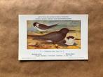 Vogels van België  Nr. 78 Zwarte Stern, Ophalen of Verzenden, Ongelopen, Vogel