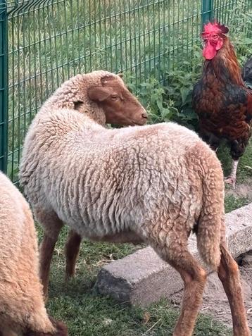 Ramlameren beschikbaar voor biedingen