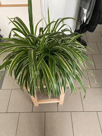 Graslelie of spinnenplant beschikbaar voor biedingen