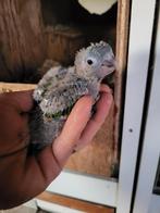 Pyrrhura rupicola voor handopfok, Dieren en Toebehoren, Vogels | Parkieten en Papegaaien, Geslacht onbekend, Parkiet, Pratend