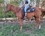 8 jarige quarter merrie, Dieren en Toebehoren, Pony's, Zadelmak, Gechipt, 7 tot 10 jaar, Westernpony