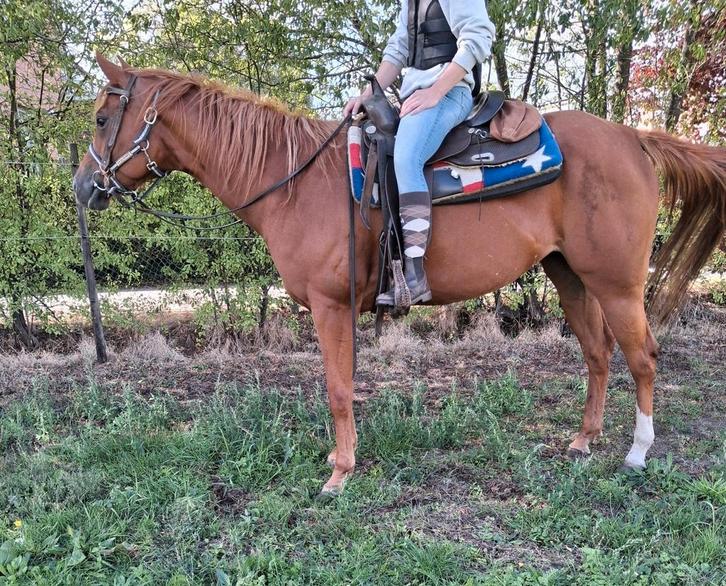 8 jarige quarter merrie, Dieren en Toebehoren, Pony's, Merrie, Zadelmak, E pony (1.48m - 1.57m), Westernpony, 7 tot 10 jaar, Met stamboom