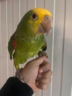 Handtamme pop(2) dubbele geelkop Amazone, Dieren en Toebehoren, Vrouwelijk, Papegaai, Geringd