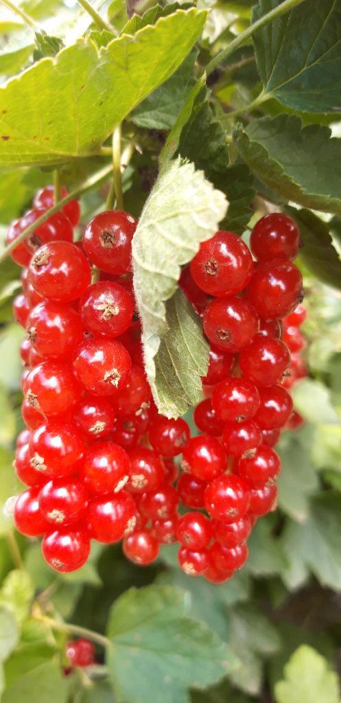 4 rode bessen planten/struiken/aalbessen, Jardin & Terrasse, Plantes | Arbustes & Haies, Arbuste, Autres espèces, Enlèvement