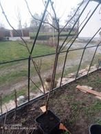 Vijgenboom 2m, Ophalen, Vijgenboom