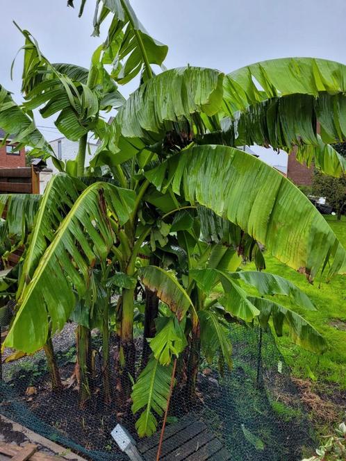 Musa Basjoo Bananenbomen voor buiten, Tuin en Terras, Planten | Tuinplanten, Zomer, Ophalen