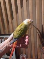 Conure molinae mâle eam, Dieren en Toebehoren, Vogels | Parkieten en Papegaaien, Mannelijk