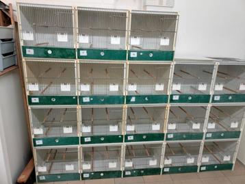 Kweek-Ruikooien vogels te koop  beschikbaar voor biedingen