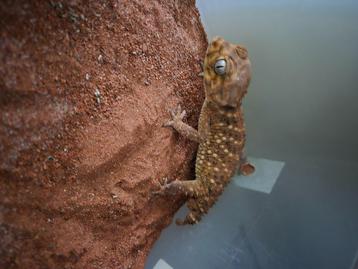 Nephrurus amyae  beschikbaar voor biedingen