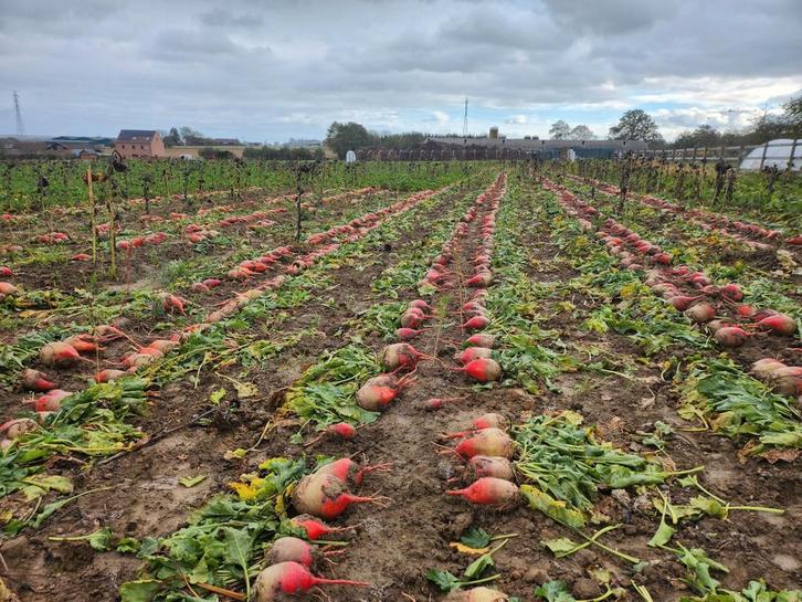 Voederbieten - handgerooid voor paarden, Zakelijke goederen, Landbouw | Veevoer, Ophalen