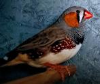 Lot zebravinken en kanaries  jong, 1 a 2 jaar oud, Dieren en Toebehoren, Vogels | Overige Vogels