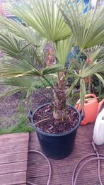 Zeer mooie grote palmboom tekoop!, Tuin en Terras, Planten | Bomen, Bloeit niet, Halfschaduw, 100 tot 250 cm, Palmboom