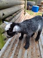 1 mini bokje, Dieren en Toebehoren