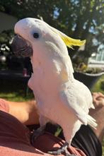 Grote Triton kaketoe te koop met kooi, Dieren en Toebehoren, Vogels | Overige Vogels, Mannelijk, Geringd