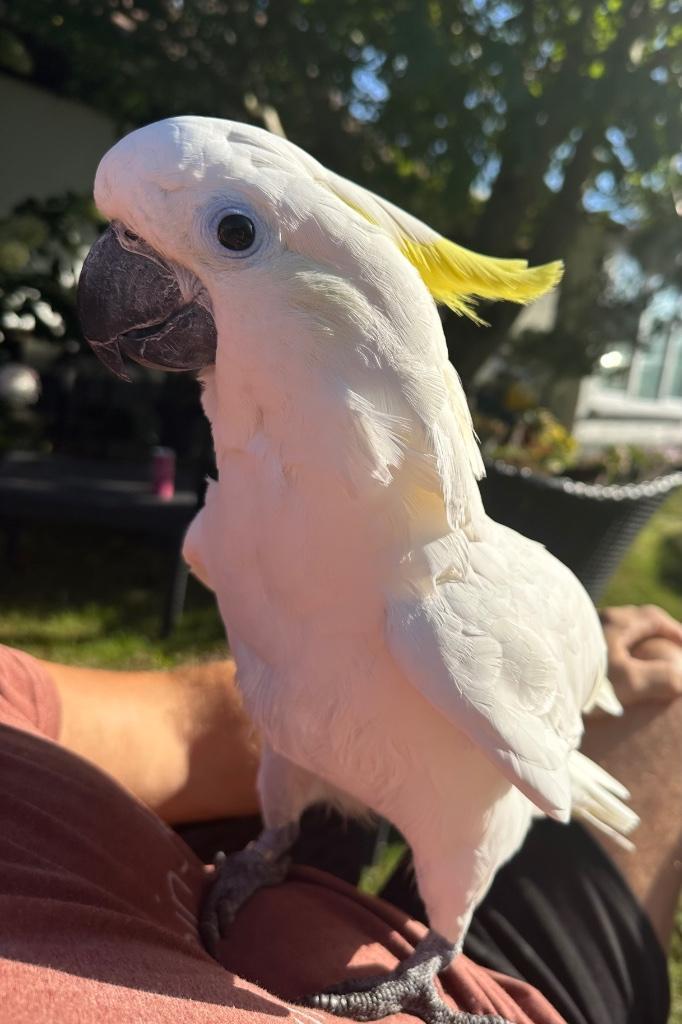 Grote Triton kaketoe te koop met kooi, Dieren en Toebehoren, Vogels | Overige Vogels, Mannelijk, Tam, Geringd