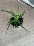 Aloe Candelabra (40 cm pot inbegrepen), Huis en Inrichting, Kamerplanten, Ophalen, Vetplant, Halfschaduw, In pot