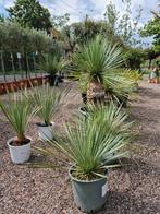 Yucca Rostrata, Tuin en Terras, Ophalen