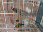 Pracht rosella, Dieren en Toebehoren, Ophalen, Zo goed als nieuw