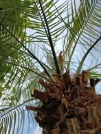 Phoenix Roebelenii ( dwergdadelpalm ) in pot., 250 tot 400 cm, Palmboom, Ophalen, Volle zon