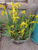 Gele irissen vijverplanten, Tuin en Terras, Ophalen