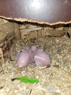 Zwartkop / Groendij caique, Dieren en Toebehoren, Meerdere dieren, Papegaai, Geringd