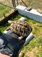 Herman Boetgeri-schildpadden, Dieren en Toebehoren, Schildpad, 3 tot 6 jaar