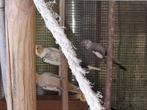 Witkop valkparkiet te kopen, of te ruilen tegen een pop, Dieren en Toebehoren, Vogels | Overige Vogels