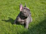 Franse bulldogue/Frans Buldog, CDV (hondenziekte), Meerdere, Bulldog, 8 tot 15 weken