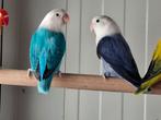 Kweekkoppel fischerie, Dieren en Toebehoren, Meerdere dieren, Dwergpapegaai of Agapornis, Geringd