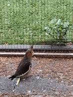 Valkparkieten voor tam te maken, Geslacht onbekend, Tam