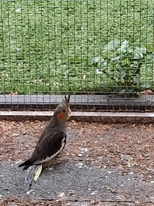 Valkparkieten voor tam te maken, Dieren en Toebehoren, Vogels | Parkieten en Papegaaien, Geslacht onbekend, Tam