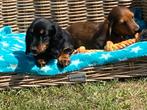 Langharige dwergteckel pups, Dieren en Toebehoren, België, CDV (hondenziekte), 8 tot 15 weken, Dwerg