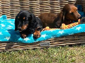 Langharige dwergteckel pups  beschikbaar voor biedingen