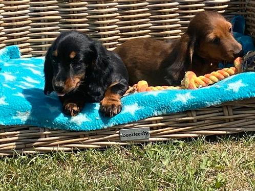 Langharige dwergteckel pups, Dieren en Toebehoren, Honden | Teckels en Dashonden, Meerdere dieren, Langhaar, Dwerg, Fokker | Professioneel