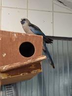 Blauwe Pennanten, Dieren en Toebehoren, Vogels | Parkieten en Papegaaien