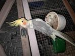 Valkparkiet man is,tamme  70euro, Dieren en Toebehoren, Vogels | Overige Vogels