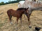 veulen te koop, Dieren en Toebehoren, Paarden, Minder dan 160 cm, 0 tot 2 jaar, Hengst, Westernpaard