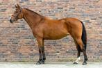 Drachtige fokmerrie gezocht, Dieren en Toebehoren, Paarden, Merrie, Springpaard