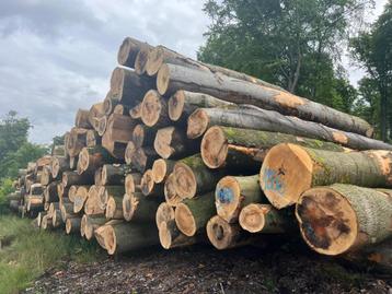 Beukenstammen 6 meter | VERS GEZAAGD | 50 stère stamhout beschikbaar voor biedingen