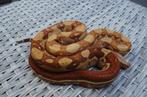 0.1 Boa constrictor Jungle T+, Dieren en Toebehoren, Reptielen en Amfibieën, Slang, Tam, 7 tot 10 jaar