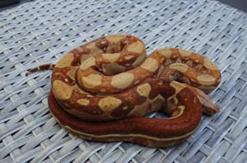0.1 Boa constrictor Jungle T+  beschikbaar voor biedingen