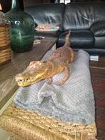 Opgezette krokodil, Januari