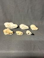 Schedel collectie / skulls, Verzamelen, Ophalen of Verzenden, Zo goed als nieuw, Schedel