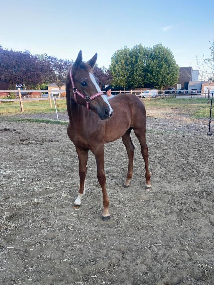 Bloedmooi springveulen te koop, Dieren en Toebehoren, Paarden, Merrie, Onbeleerd, 0 tot 2 jaar, Springpaard, Met stamboom, Gechipt