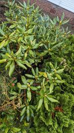 plante pontique de rhododendron, Jardin & Terrasse, Enlèvement